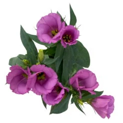 Lisianthus, Farben Zufällig, Topf-Ø 10,5 Cm, 8er-Set -Compo Verkaufsgeschäft 0610103641 0610103643 Lisianthus rosa 6er Set 4 111939