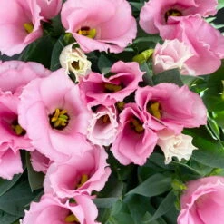 Lisianthus Rosa, Topf-Ø 10,5 Cm, 8er-Set -Compo Verkaufsgeschäft 0610103643 Lisianthus rosa 8er Set 10 114020