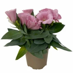 Lisianthus Rosa, Topf-Ø 10,5 Cm, 8er-Set -Compo Verkaufsgeschäft 0610103643 Lisianthus rosa 8er Set 2 114076