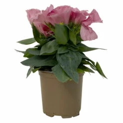 Lisianthus Rosa, Topf-Ø 10,5 Cm, 8er-Set -Compo Verkaufsgeschäft 0610103643 Lisianthus rosa 8er Set 3 114075