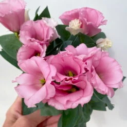 Lisianthus Rosa, Topf-Ø 10,5 Cm, 8er-Set -Compo Verkaufsgeschäft 0610103643 Lisianthus rosa 8er Set 7 114021
