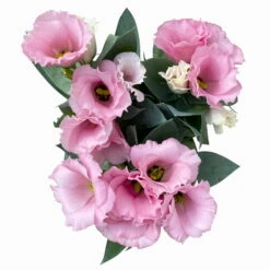 Lisianthus Rosa, Topf-Ø 10,5 Cm, 8er-Set -Compo Verkaufsgeschäft 0610103643 Lisianthus rosa 8er Set 8 114077