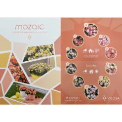 Kalanchoe 'Mozaic', Wechselfarbig, Topf-Ø 12 Cm, Höhe Ca. 22 Cm, 6er-Set -Compo Verkaufsgeschäft 0610103650 Outdoor Kalanchoe Mozaic wechselfarbig 6er Set 12 113797