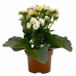 Kalanchoe 'Mozaic', Wechselfarbig, Topf-Ø 12 Cm, Höhe Ca. 22 Cm, 6er-Set -Compo Verkaufsgeschäft 0610103650 Outdoor Kalanchoe Mozaic wechselfarbig 6er Set 2 113821