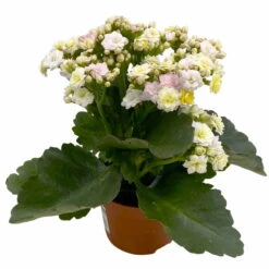 Neue Veröffentlichungen -Compo Verkaufsgeschäft 0610103650 Outdoor Kalanchoe Mozaic wechselfarbig 6er Set 5 113823