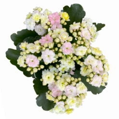Kalanchoe 'Mozaic', Wechselfarbig, Topf-Ø 12 Cm, Höhe Ca. 22 Cm, 6er-Set -Compo Verkaufsgeschäft 0610103650 Outdoor Kalanchoe Mozaic wechselfarbig 6er Set 8 113824