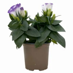 Lisianthus, Farben Zufällig, Topf-Ø 10,5 Cm, 8er-Set -Compo Verkaufsgeschäft 0610103651 Lisianthus weiss 8er Set 2 113846