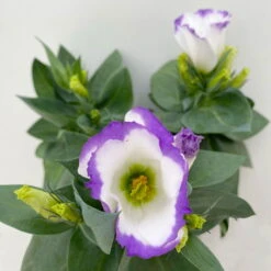 Lisianthus, Farben Zufällig, Topf-Ø 10,5 Cm, 8er-Set -Compo Verkaufsgeschäft 0610103651 Lisianthus weiss 8er Set 3 113840