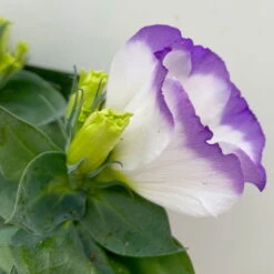 Lisianthus, Farben Zufällig, Topf-Ø 10,5 Cm, 8er-Set -Compo Verkaufsgeschäft 0610103651 Lisianthus weiss 8er Set 4 113841