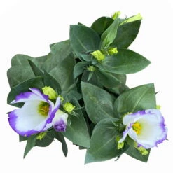 Lisianthus, Farben Zufällig, Topf-Ø 10,5 Cm, 8er-Set -Compo Verkaufsgeschäft 0610103651 Lisianthus weiss 8er Set 6 113847