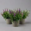 Angelonia 'Trio' Rosa-weiß-lila/blau, Topf-Ø 15 Cm, 3er-Set -Compo Verkaufsgeschäft 0610103733 Angelonia trio T15 3er Set 1 125984