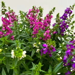Angelonia 'Trio' Rosa-weiß-lila/blau, Topf-Ø 15 Cm, 3er-Set -Compo Verkaufsgeschäft 0610103733 Angelonia trio T15 3er Set 12 125836