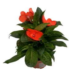 Edellieschen Orange/hellrot, Topf-Ø 12 Cm, 6er-Set -Compo Verkaufsgeschäft 0610110039 Impatiens NG hellrot 1 88499