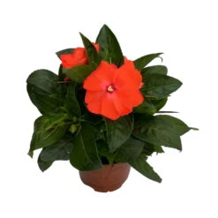Edellieschen Orange/hellrot, Topf-Ø 12 Cm, 6er-Set -Compo Verkaufsgeschäft 0610110039 Impatiens NG hellrot 3 88498