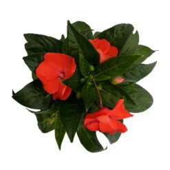 Edellieschen Orange/hellrot, Topf-Ø 12 Cm, 6er-Set -Compo Verkaufsgeschäft 0610110039 Impatiens NG hellrot 6 88500