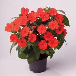 Edellieschen Orange/hellrot, Topf-Ø 12 Cm, 6er-Set -Compo Verkaufsgeschäft 0610110039 Impatiens T12 13 orange hellrot Set 6Stueck1 74431