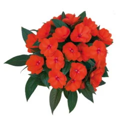 Edellieschen Orange/hellrot, Topf-Ø 12 Cm, 6er-Set -Compo Verkaufsgeschäft 0610110039 Impatiens T12 13 orange hellrot Set 6Stueck 74430