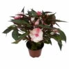 Edellieschen, Weiß-rosa, Topf-Ø 12 Cm, 6er-Set -Compo Verkaufsgeschäft 0610110045 Impatiens rosa weiss Set 6St 1 2 78827