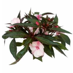 Edellieschen, Weiß-rosa, Topf-Ø 12 Cm, 6er-Set -Compo Verkaufsgeschäft 0610110045 Impatiens rosa weiss Set 6St 2 2 78828