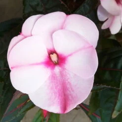 Edellieschen, Weiß-rosa, Topf-Ø 12 Cm, 6er-Set -Compo Verkaufsgeschäft 0610110045 Impatiens rosa weiss Set 6St 4 78621