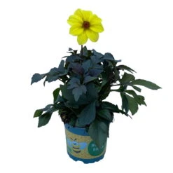 Dahlie 'Happy Days® Yellow', 6er-Set, Gelb, Topf 12/13 Cm Ø -Compo Verkaufsgeschäft 0610140112 Dahlia bienenfreundlich Happy Days Yellow 6er Set 3