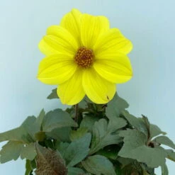 Dahlie 'Happy Days® Yellow', 6er-Set, Gelb, Topf 12/13 Cm Ø -Compo Verkaufsgeschäft 0610140112 Dahlia bienenfreundlich Happy Days Yellow 6er Set 4.JPG