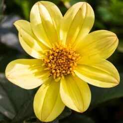 Dahlie 'Happy Days® Yellow', 6er-Set, Gelb, Topf 12/13 Cm Ø -Compo Verkaufsgeschäft 0610140112 Dahlia bienenfreundlich T1213 Happy Days Yellow 6er Set WS