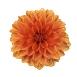 Dahlie 'Hypnotica', Farben Zufällig, Topf-Ø 19 Cm, 2er-Set -Compo Verkaufsgeschäft 0610140124 Dahlia Hybriden Hypnotica 2er Set 10 110149