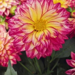 Dahlie 'Hypnotica', Farben Zufällig, Topf-Ø 19 Cm, 2er-Set -Compo Verkaufsgeschäft 0610140124 Dahlia Hybriden Hypnotica 2er Set 11 110150