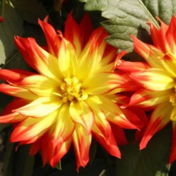 Dahlie 'Hypnotica', Farben Zufällig, Topf-Ø 19 Cm, 2er-Set -Compo Verkaufsgeschäft 0610140124 Dahlia Hybriden Hypnotica 2er Set 12 110151