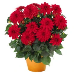 Dahlie 'Hypnotica', Farben Zufällig, Topf-Ø 19 Cm, 2er-Set -Compo Verkaufsgeschäft 0610140124 Dahlia Hybriden Hypnotica 2er Set 1 110140