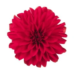 Dahlie 'Hypnotica', Farben Zufällig, Topf-Ø 19 Cm, 2er-Set -Compo Verkaufsgeschäft 0610140124 Dahlia Hybriden Hypnotica 2er Set 2 110141