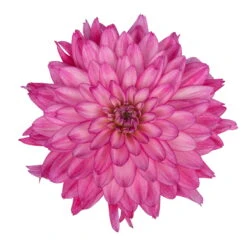 Dahlie 'Hypnotica', Farben Zufällig, Topf-Ø 19 Cm, 2er-Set -Compo Verkaufsgeschäft 0610140124 Dahlia Hybriden Hypnotica 2er Set 4 110143