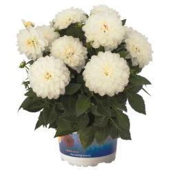 Dahlie 'Hypnotica', Farben Zufällig, Topf-Ø 19 Cm, 2er-Set -Compo Verkaufsgeschäft 0610140124 Dahlia Hybriden Hypnotica 2er Set 5 110144