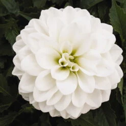 Dahlie 'Hypnotica', Farben Zufällig, Topf-Ø 19 Cm, 2er-Set -Compo Verkaufsgeschäft 0610140124 Dahlia Hybriden Hypnotica 2er Set 6 110145