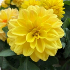 Dahlie 'Hypnotica', Farben Zufällig, Topf-Ø 19 Cm, 2er-Set -Compo Verkaufsgeschäft 0610140124 Dahlia Hybriden Hypnotica 2er Set 7 110146