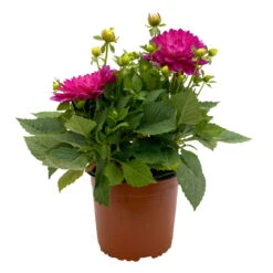 Dahlie 'Hypnotica', Farben Zufällig, Topf-Ø 19 Cm, 2er-Set -Compo Verkaufsgeschäft 0610140124 Dahlia Hybriden T19 in Farben Hypnotica 2er Set 1 110319