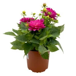 Dahlie 'Hypnotica', Farben Zufällig, Topf-Ø 19 Cm, 2er-Set -Compo Verkaufsgeschäft 0610140124 Dahlia Hybriden T19 in Farben Hypnotica 2er Set 2 110320