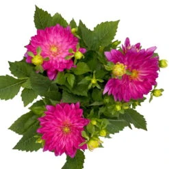 Dahlie 'Hypnotica', Farben Zufällig, Topf-Ø 19 Cm, 2er-Set -Compo Verkaufsgeschäft 0610140124 Dahlia Hybriden T19 in Farben Hypnotica 2er Set 3 110321