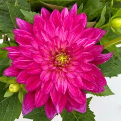 Dahlie 'Hypnotica', Farben Zufällig, Topf-Ø 19 Cm, 2er-Set -Compo Verkaufsgeschäft 0610140124 Dahlia Hybriden T19 in Farben Hypnotica 2er Set 4 110152