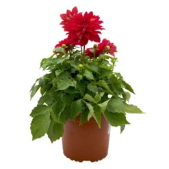 Dahlie 'Hypnotica', Farben Zufällig, Topf-Ø 19 Cm, 2er-Set -Compo Verkaufsgeschäft 0610140124 Dahlia Hybriden T19 in Farben Hypnotica 2er Set 5 110322