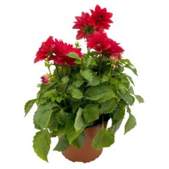 Dahlie 'Hypnotica', Farben Zufällig, Topf-Ø 19 Cm, 2er-Set -Compo Verkaufsgeschäft 0610140124 Dahlia Hybriden T19 in Farben Hypnotica 2er Set 8 110323