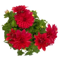 Dahlie 'Hypnotica', Farben Zufällig, Topf-Ø 19 Cm, 2er-Set -Compo Verkaufsgeschäft 0610140124 Dahlia Hybriden T19 in Farben Hypnotica 2er Set 9 110324