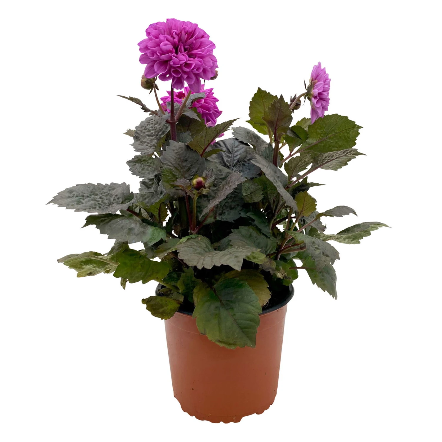 Dahlie 'Hypnotica' Farben Zufällig, Dunkellaubig, Topf-Ø 19 Cm, 2er-Set 7 Dahlie 'Hypnotica' Farben Zufällig, Dunkellaubig, Topf-Ø 19 Cm, 2er-Set - Image 7