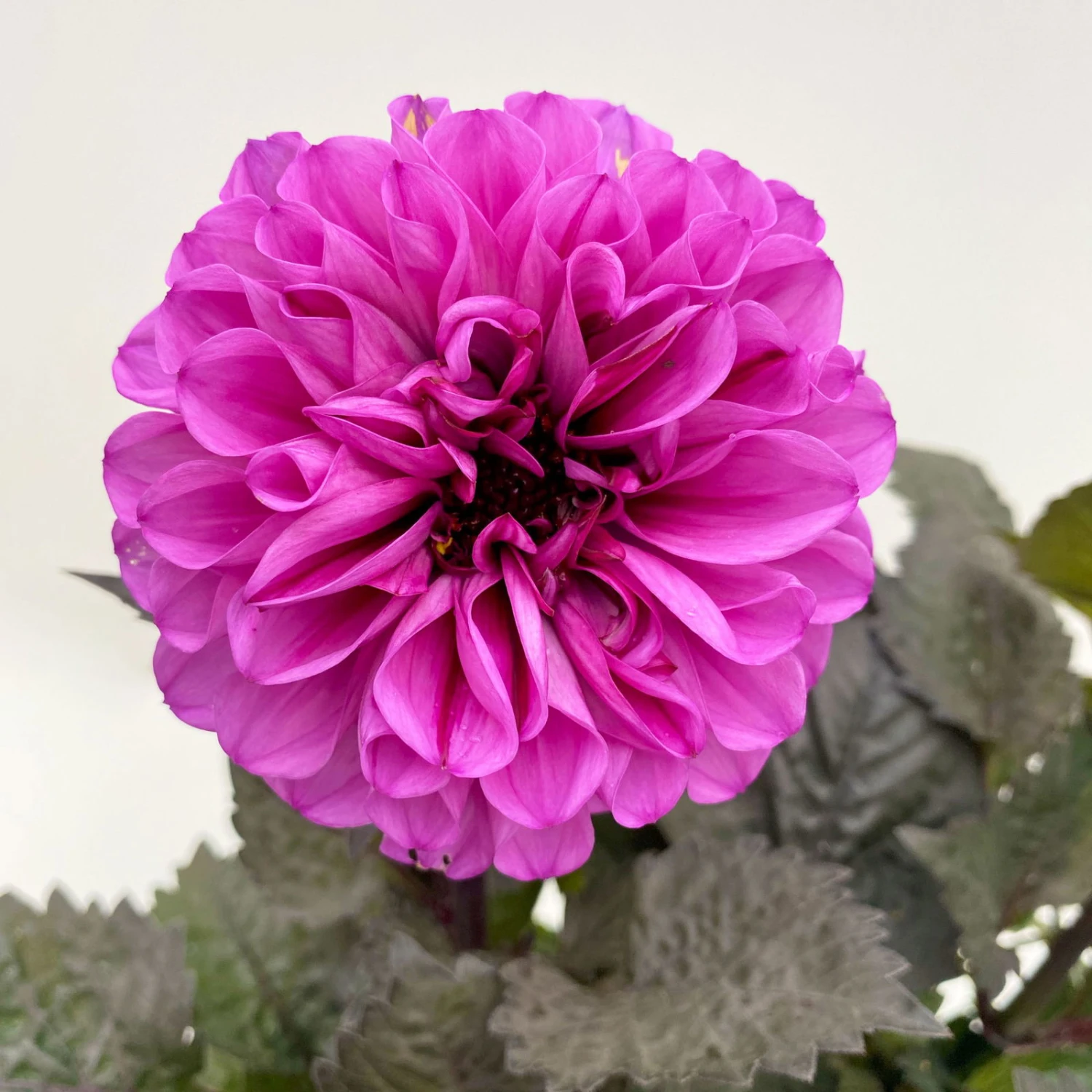 Dahlie 'Hypnotica' Farben Zufällig, Dunkellaubig, Topf-Ø 19 Cm, 2er-Set 9 Dahlie 'Hypnotica' Farben Zufällig, Dunkellaubig, Topf-Ø 19 Cm, 2er-Set - Image 9