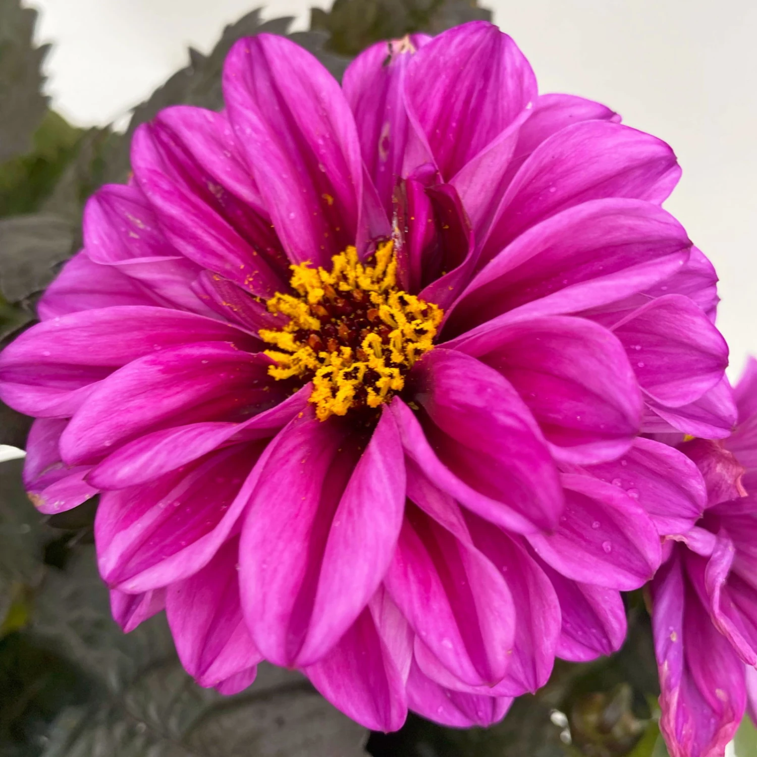 Dahlie 'Hypnotica' Farben Zufällig, Dunkellaubig, Topf-Ø 19 Cm, 2er-Set 10 Dahlie 'Hypnotica' Farben Zufällig, Dunkellaubig, Topf-Ø 19 Cm, 2er-Set - Image 10