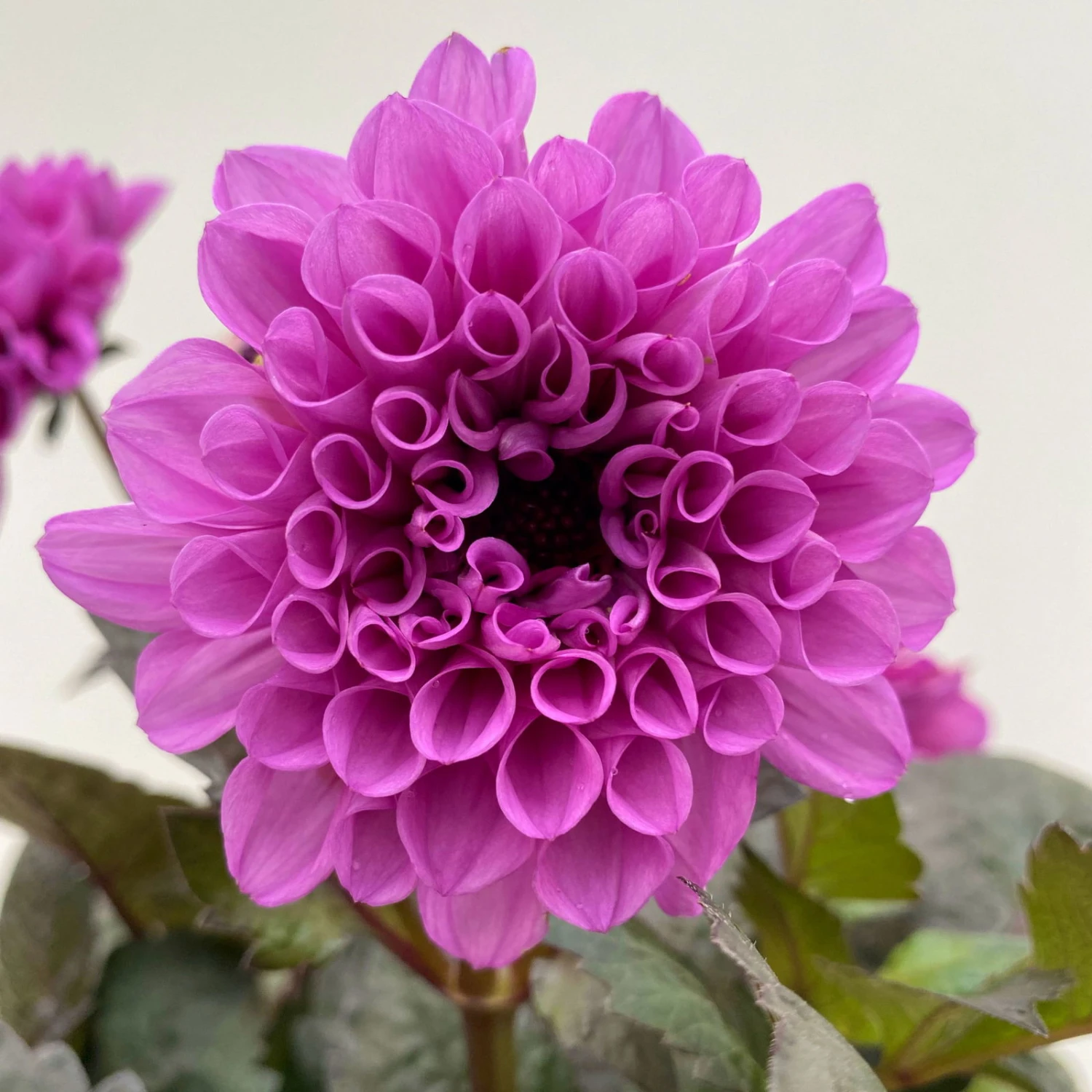 Dahlie 'Hypnotica' Farben Zufällig, Dunkellaubig, Topf-Ø 19 Cm, 2er-Set 11 Dahlie 'Hypnotica' Farben Zufällig, Dunkellaubig, Topf-Ø 19 Cm, 2er-Set - Image 11