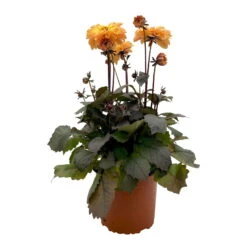 Dahlie 'Hypnotica' Farben Zufällig, Dunkellaubig, Topf-Ø 19 Cm, 2er-Set 15 Dahlie 'Hypnotica' Farben Zufällig, Dunkellaubig, Topf-Ø 19 Cm, 2er-Set -Compo Verkaufsgeschäft 0610140125 Dahlia Hybriden Hypnotica in Farben dunkellaubig 2er Set 1 110329