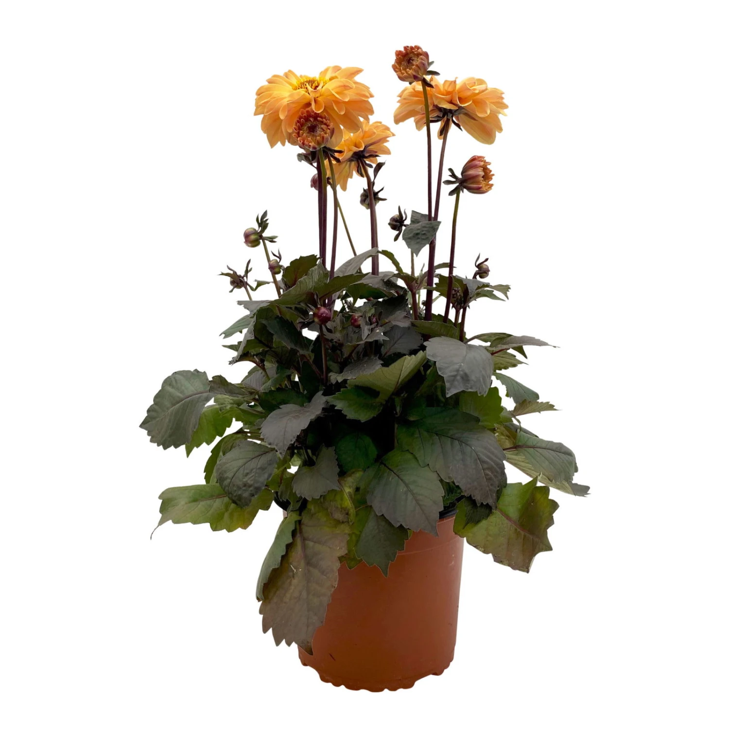 Dahlie 'Hypnotica' Farben Zufällig, Dunkellaubig, Topf-Ø 19 Cm, 2er-Set 3 Dahlie 'Hypnotica' Farben Zufällig, Dunkellaubig, Topf-Ø 19 Cm, 2er-Set - Image 3