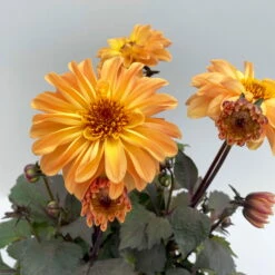 Dahlie 'Hypnotica' Farben Zufällig, Dunkellaubig, Topf-Ø 19 Cm, 2er-Set 16 Dahlie 'Hypnotica' Farben Zufällig, Dunkellaubig, Topf-Ø 19 Cm, 2er-Set -Compo Verkaufsgeschäft 0610140125 Dahlia Hybriden Hypnotica in Farben dunkellaubig 2er Set 3 110162